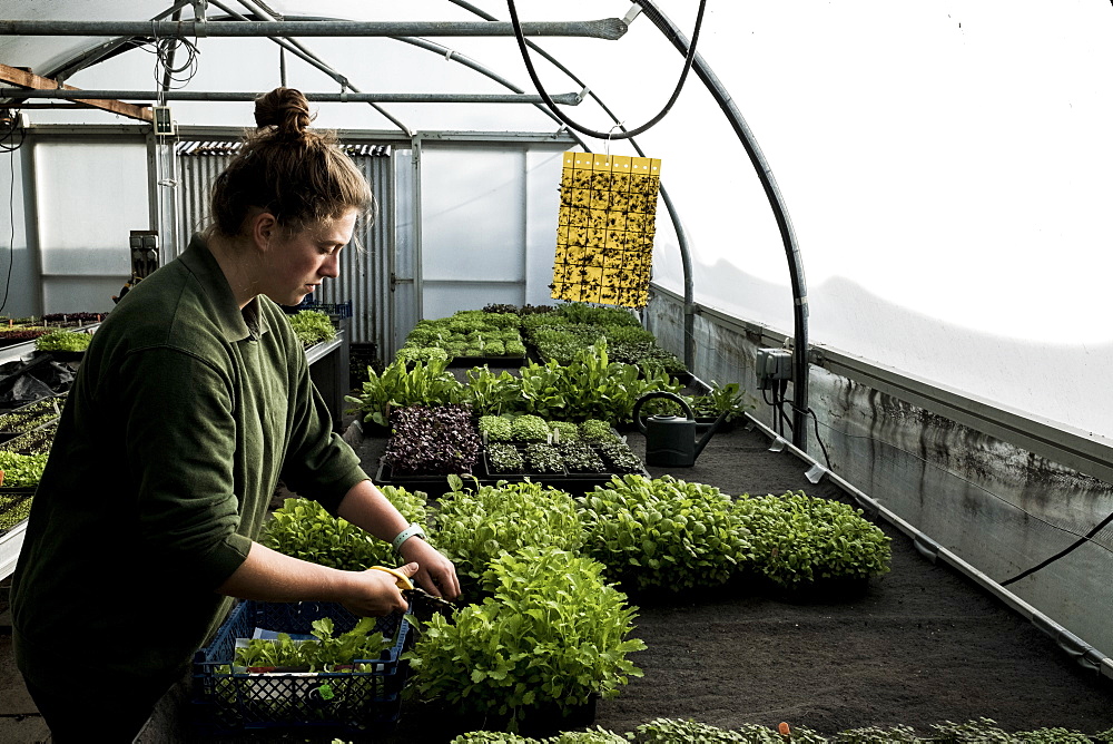 Female gardener standing in a greenhouse, cutting young vegetable plants with pair of scissors, Oxfordshire, United Kingdom