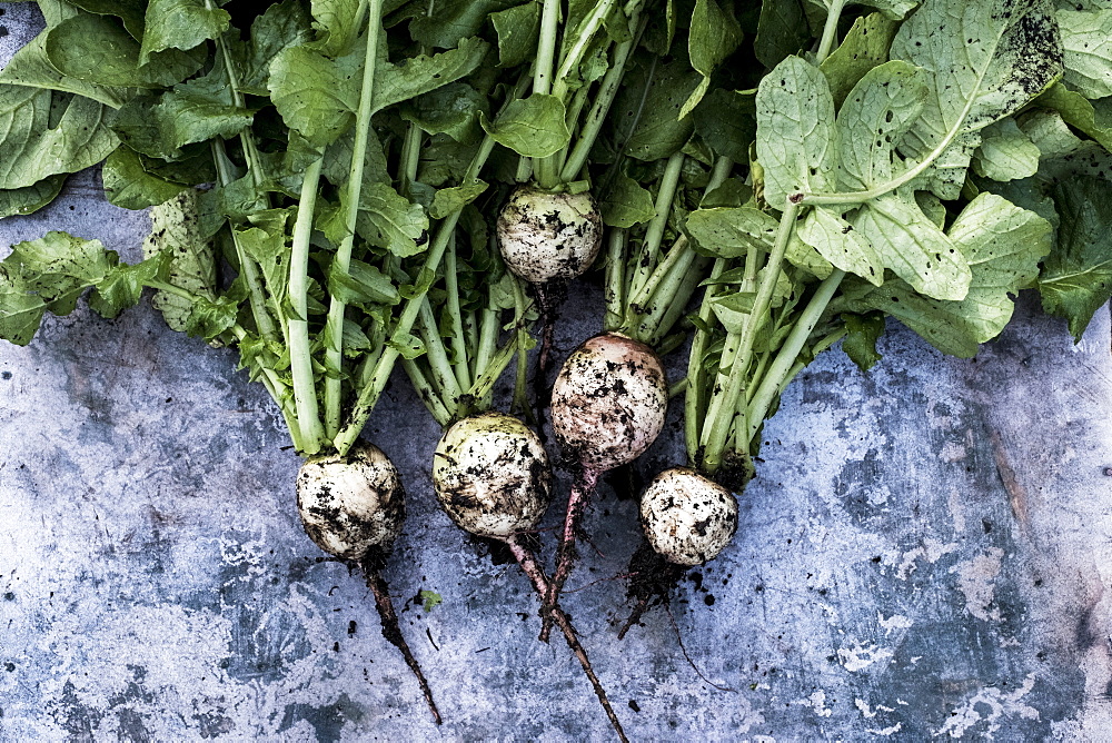 High angle close up of a bunch of freshly picked turnips on grey background, Oxfordshire, United Kingdom