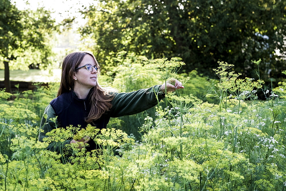 Female gardener standing in a vegetable bed in a garden, inspecting dill plants, Oxfordshire, United Kingdom