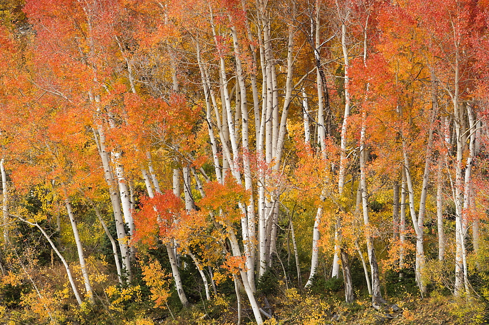 Maple and aspen trees in full autumn foliage in woodland, Wasatch Mountains, Utah, USA