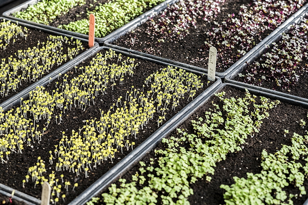 High angle close up of crates with a selection of freshly planted seedlings, Oxfordshire, United Kingdom