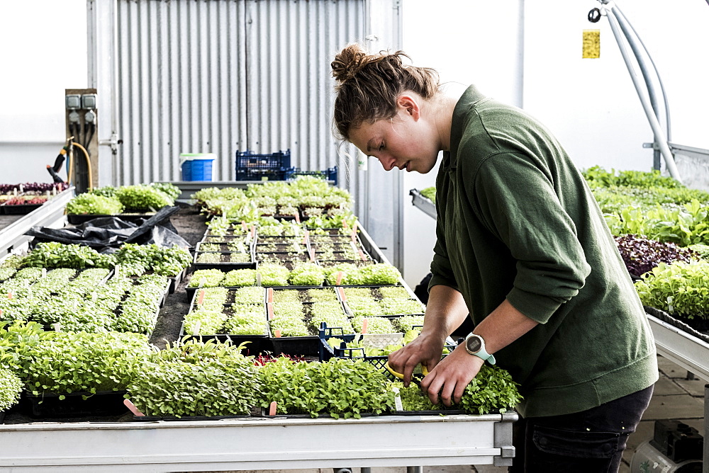 Female gardener standing in a greenhouse, cutting young vegetable plants with pair of scissors, Oxfordshire, United Kingdom