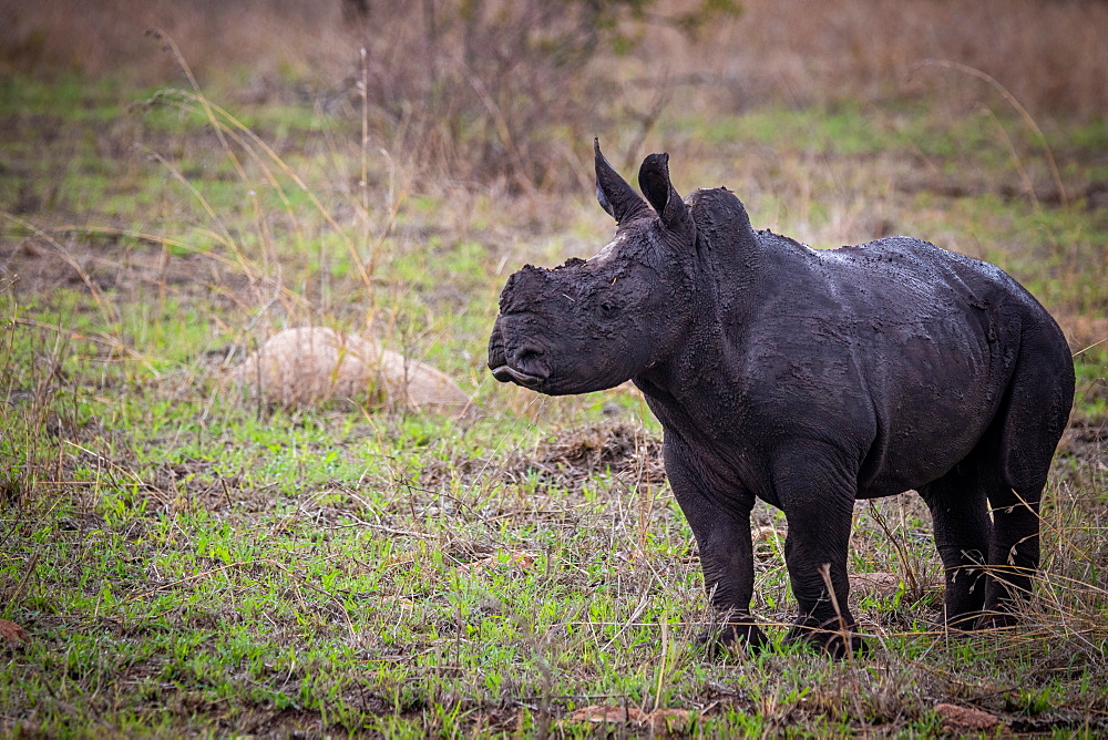 A white rhino calf, Ceratotherium simum, stands on green grass, covered in dark mud, looking out of frame, Sabi Sands, Greater Kruger National Park, South Africa