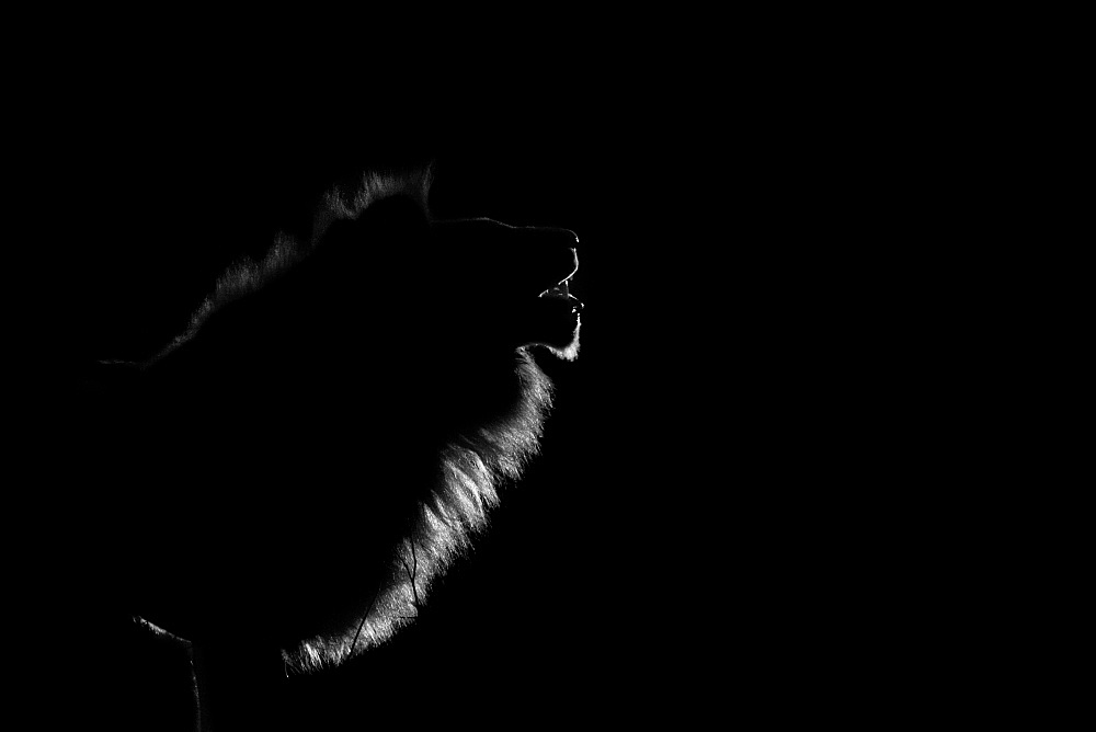 The side profile of a male lion, Panthera leo, lit up by spotlight at night, mouth open , Londolozi Game Reserve, Greater Kruger National Park, South Africa