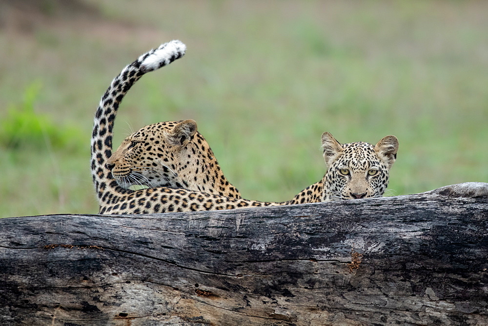 A mother leopard, Panthera pardus, and its cub stand behind a log, tail up, direct gaze, Londolozi Game Reserve, Greater Kruger National Park, South Africa