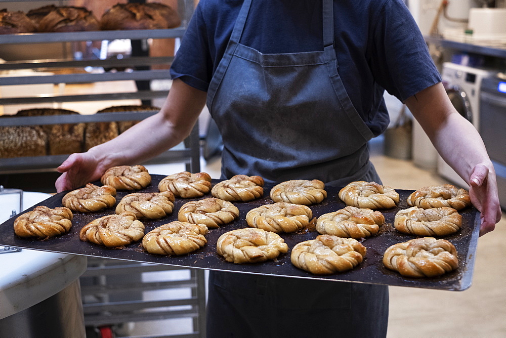 Close up of person holding tray with freshly baked cinnamon buns in an artisan bakery.