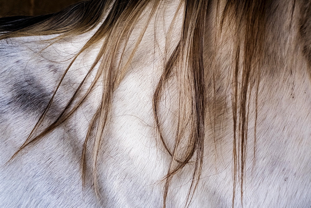 Close up of neck of white Cob horse with tan mane, Berkshire, United Kingdom