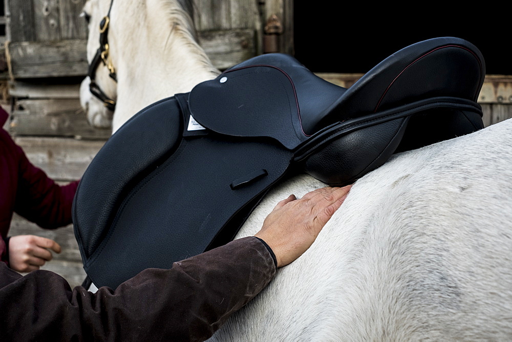 Close up of person putting black saddle on white horse, Berkshire, United Kingdom