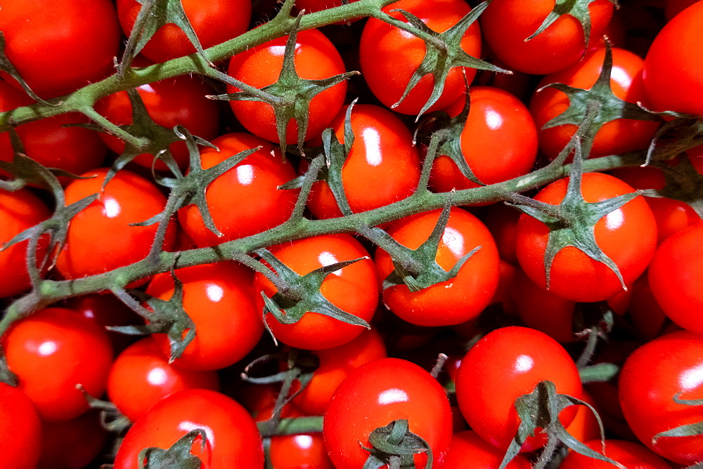 Red ripe tomatoes on the vine in market, Algarve, Portugal