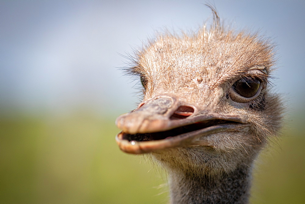 The head of an ostrich, Struthioﾠcamelus, looking out of frame, beak slightly open, Londolozi Game Reserve, Sabi Sands, South Africa