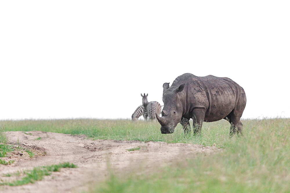 A white rhino, Ceratotherium simum, walks across a clearing with zebra in the background, Equus quagga, Londolozi Game Reserve, Sabi Sands, South Africa