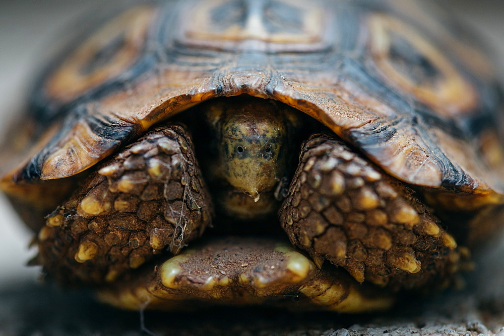 A tortoise, Stigmochelys pardalis, retracts its head back into its shell, Londolozi Game Reserve, Sabi Sands, South Africa