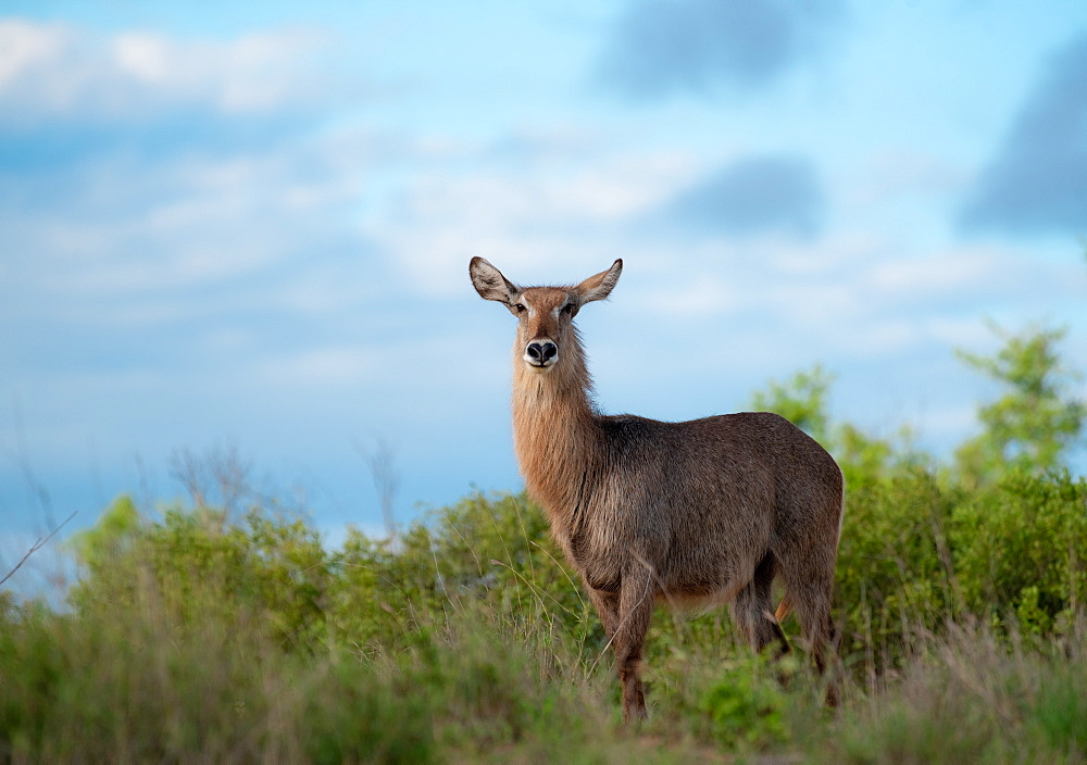 A waterbuck, Kobus ellipsiprymnus, stands against a blue sky background, direct gaze, Londolozi Game Reserve, Sabi Sands, South Africa