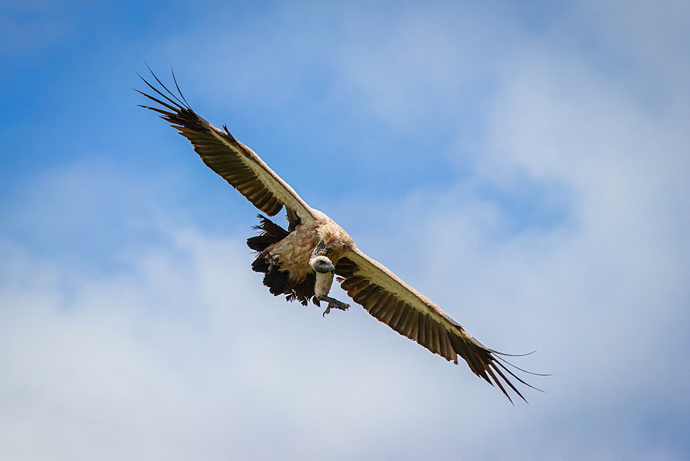 A white-backed vulture, Gyps africanus, flies with wings spread, mid air, against a blue sky with clouds, Londolozi Game Reserve, Sabi Sands, South Africa