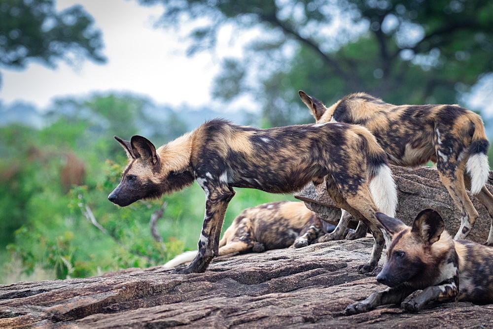 A pack of wild dog, Lycaonﾠpictus, stand a lie together, Londolozi Game Reserve, Sabi Sands, South Africa