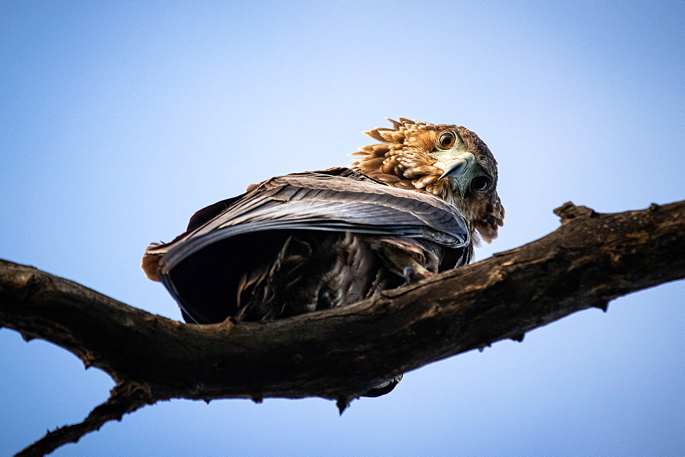 A bateleur, Terathopius ecaudatus, perches on a branch, looking down, blue sky background, Londolozi Game Reserve, Sabi Sands, South Africa