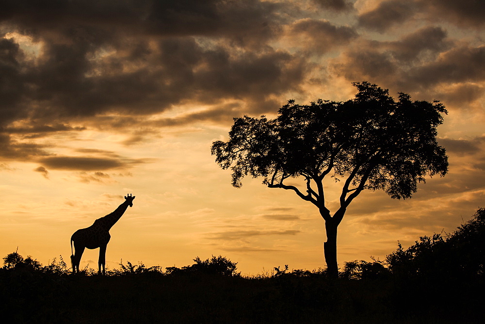 A silhouette of a giraffe, Giraffa camelopardalis giraffa, by a single tree against an orange sunset, Londolozi Game Reserve, Sabi Sands, South Africa