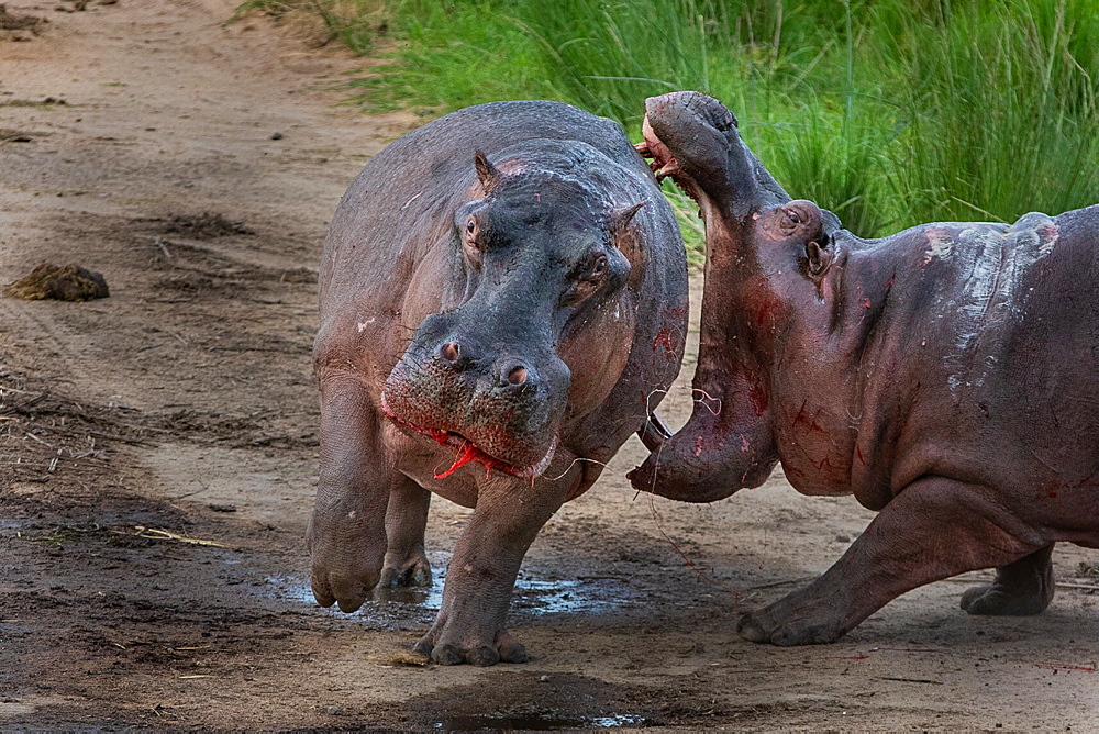 Two hippos, Hippopotamus amphibius, fight each other on land, one with his jaws wide open, the other with bloodied mouth and flanks, Londolozi Game Reserve, Sabi Sands, South Africa