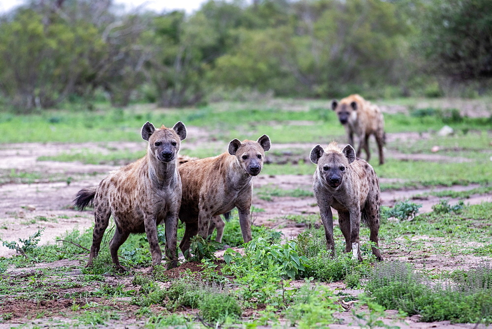 A clan of spotted hyenas, Crocuta crocuta, stand together, direct gaze, Londolozi Game Reserve, Sabi Sands, South Africa