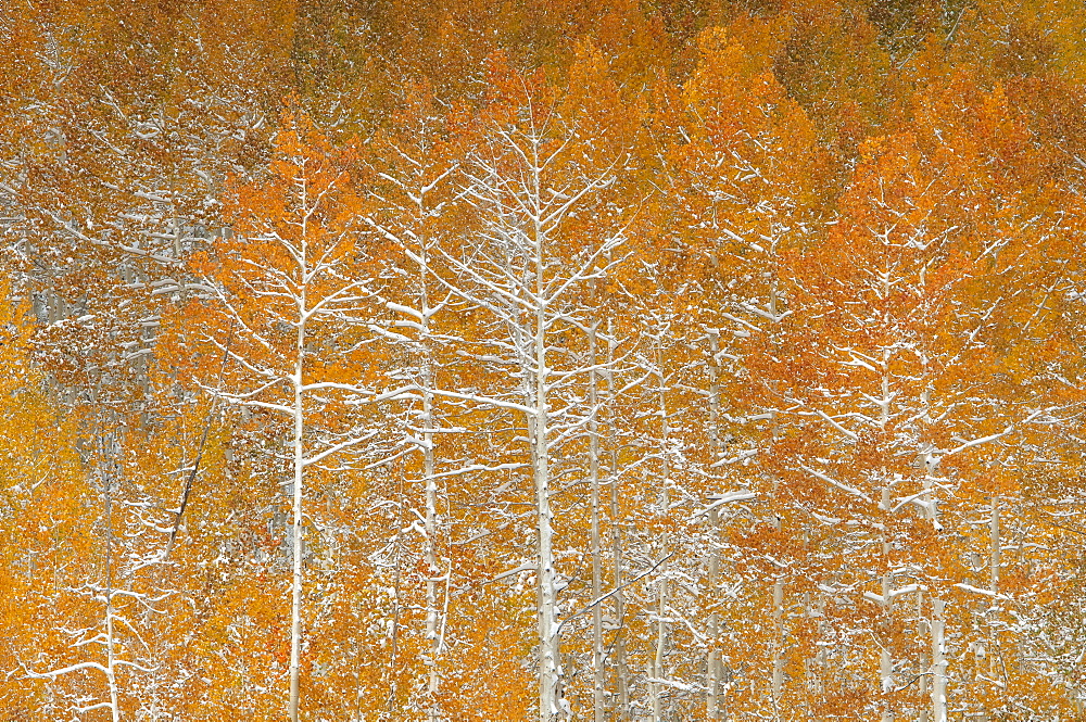 Snow on autumn on the foliage and branches of aspen trees in a national forest, Uinta Mountains, Utah, USA