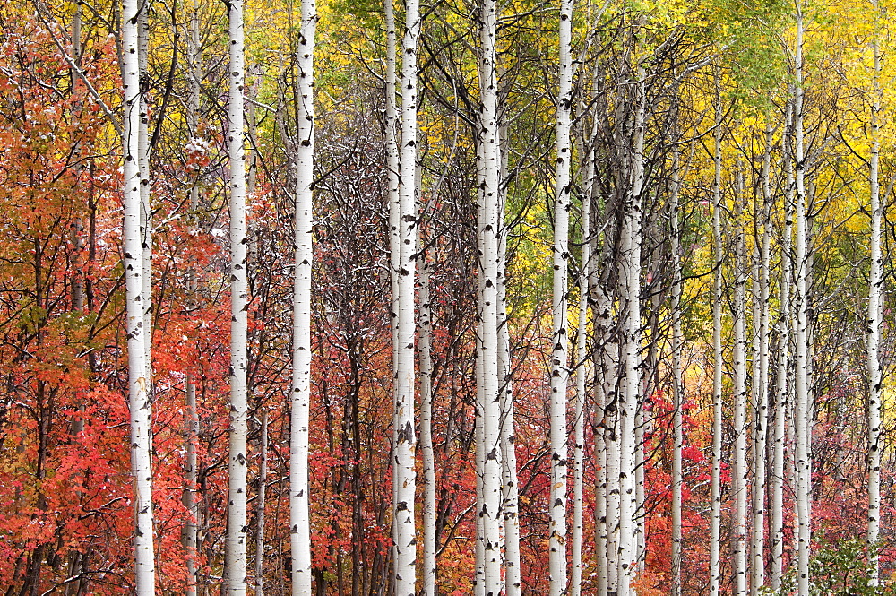 Aspen and maple trees in the fall, Wasatch Mountains, Utah, USA