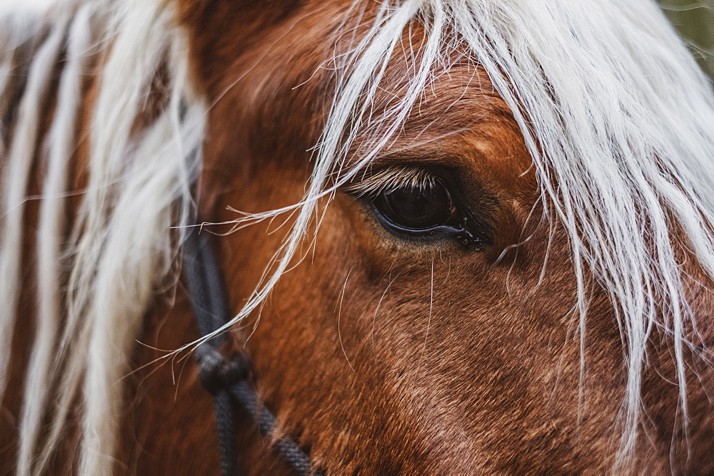 Close up of brown Comtois horse with silver mane, Devon, United Kingdom