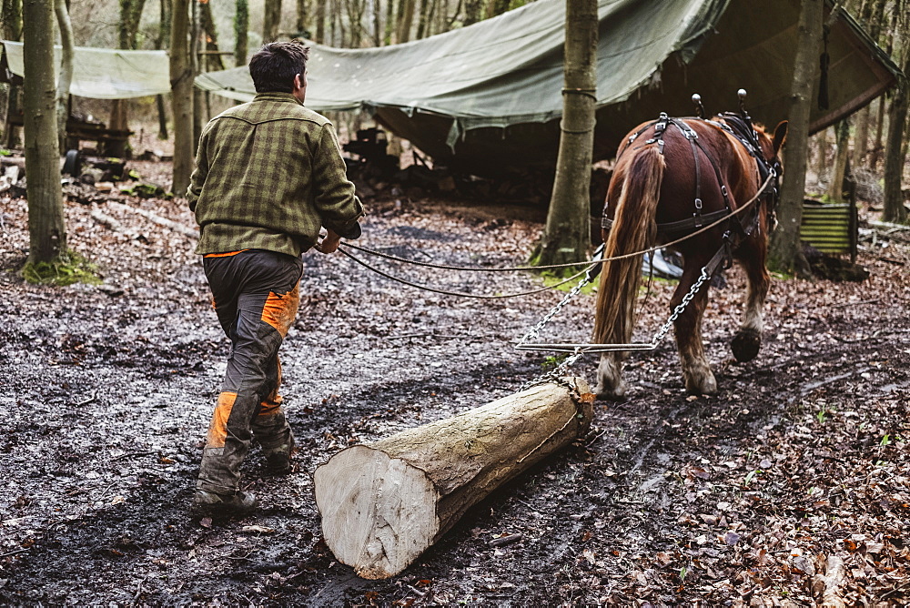 Logger driving work horse pulling a log forest, Devon, United Kingdom