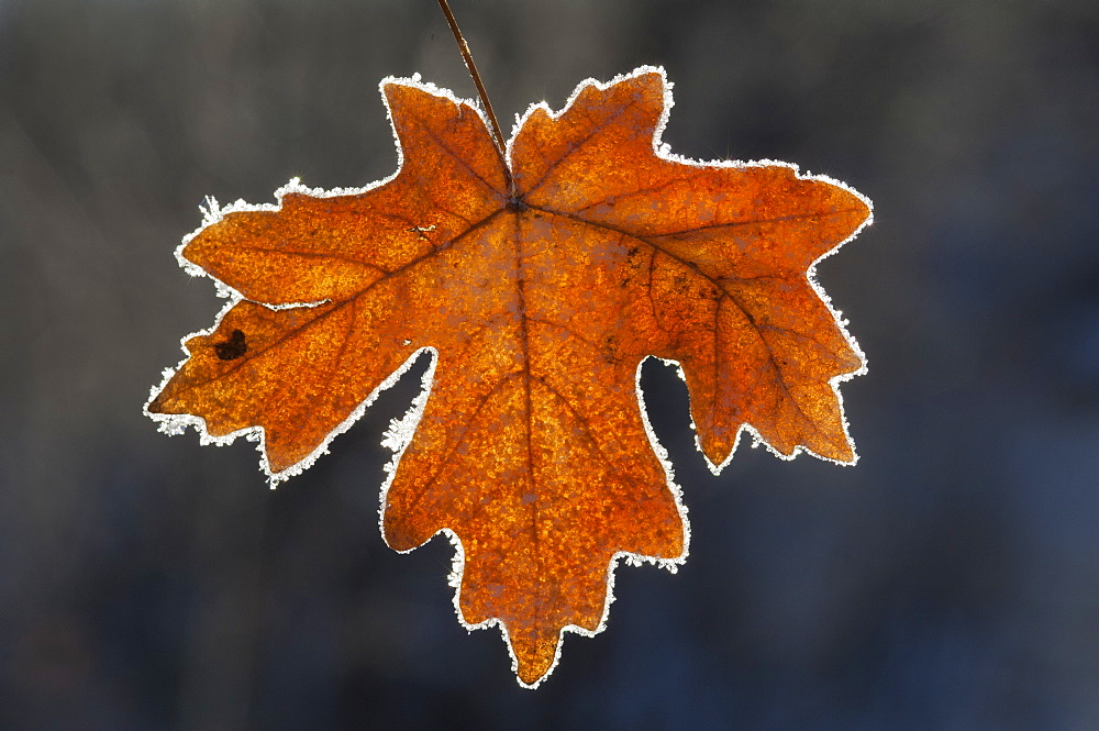 A maple leaf in autumn colours on ice, Wasatch Mountains, Utah, USA