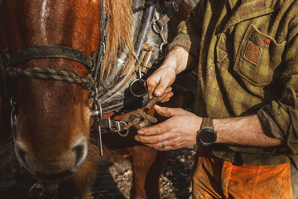 Close up of logger fastening the harness on one of his work horses, Devon, United Kingdom