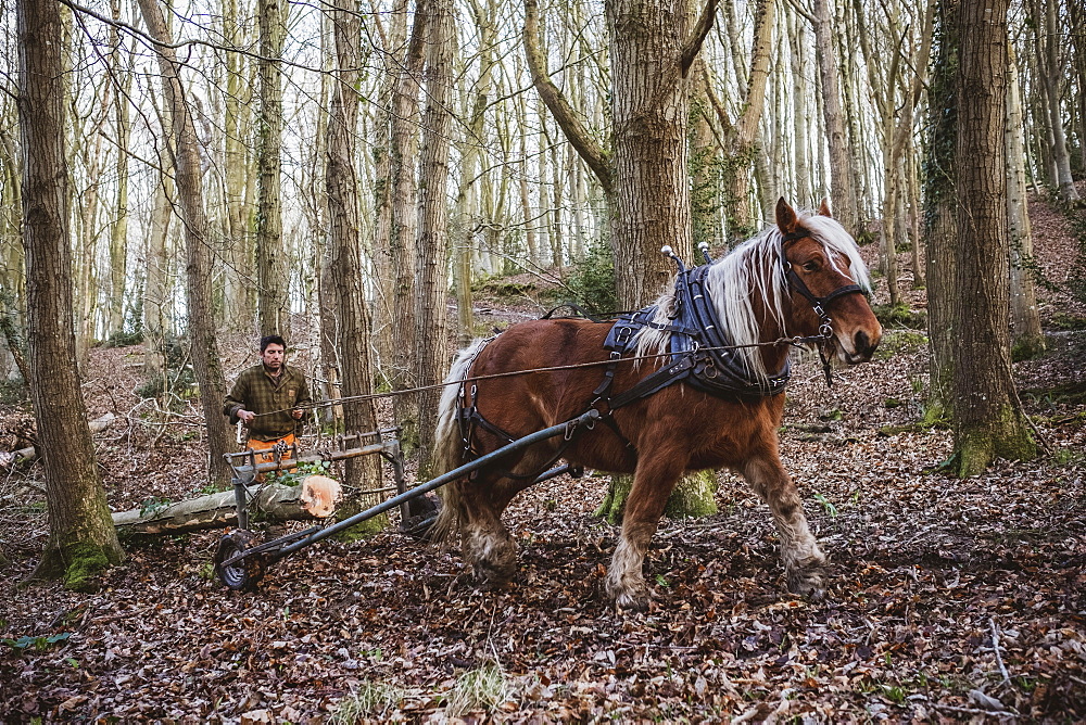 Logger driving work horse pulling a log forest, Devon, United Kingdom