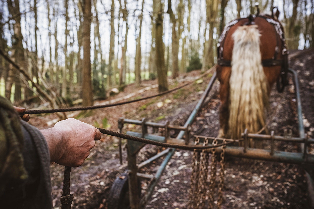 Logger driving work horse pulling a log forest, Devon, United Kingdom