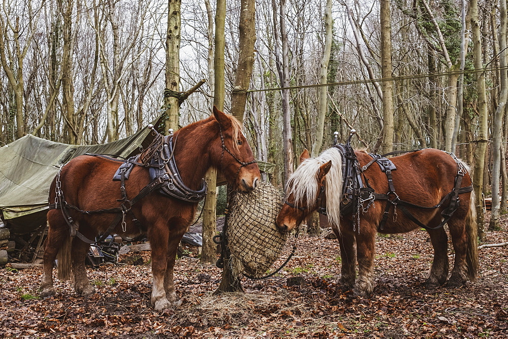 Two brown work horses standing in a forest, eating hay, Devon, United Kingdom