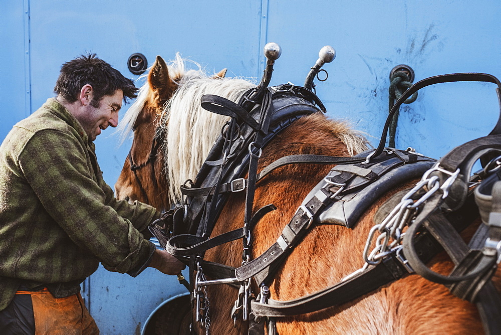 Logger fastening harness on one of his work horses, Devon, United Kingdom