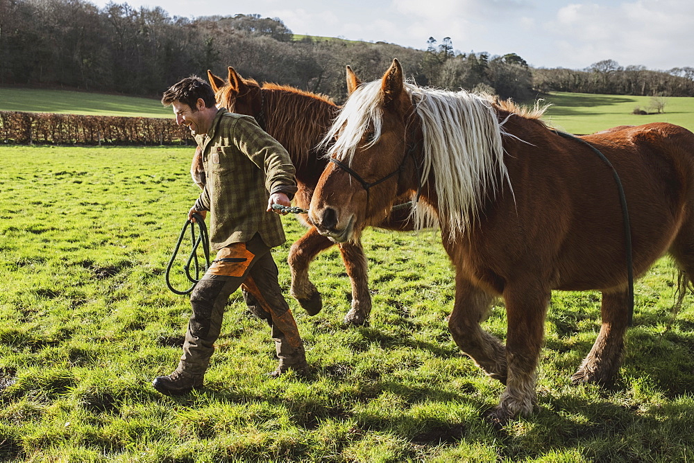 Man leading two brown work horses across a meadow, Devon, United Kingdom