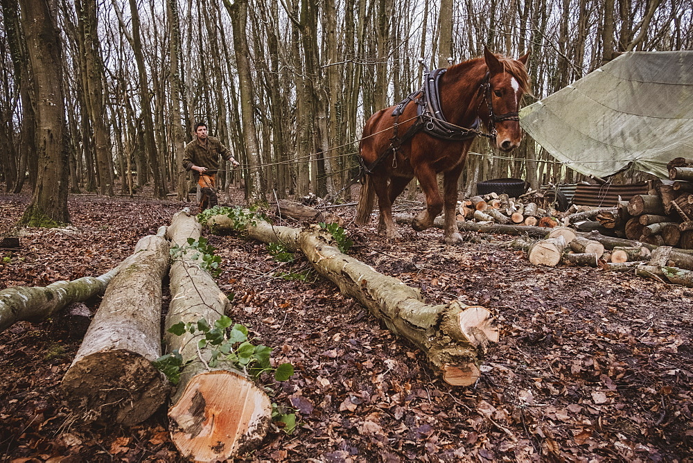 Logger driving work horse pulling a log forest, Devon, United Kingdom