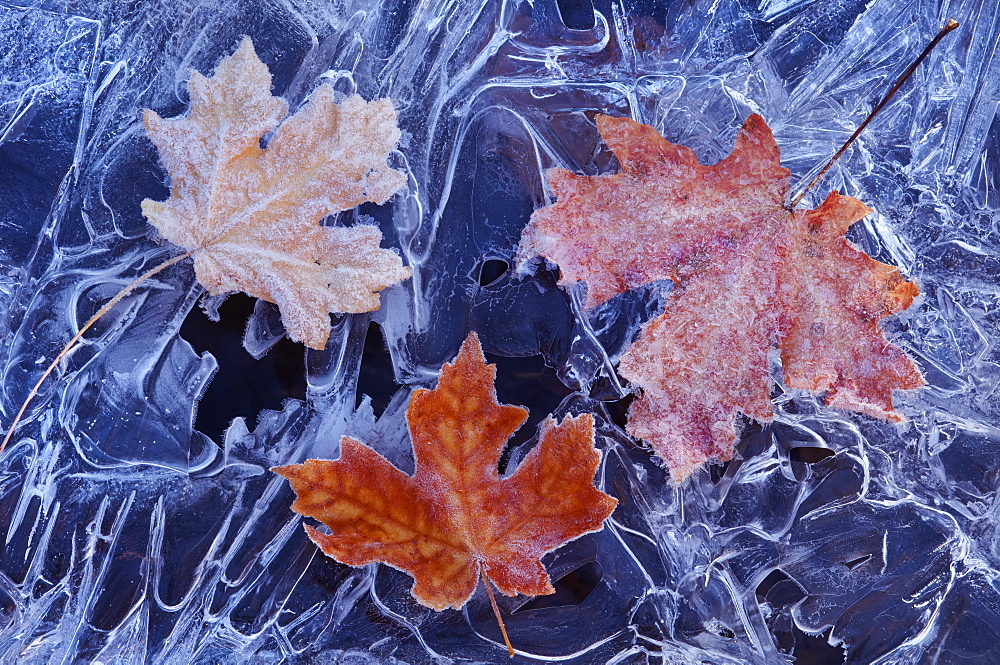 A maple leaf in autumn colours on ice, Wasatch Mountains, Utah, USA