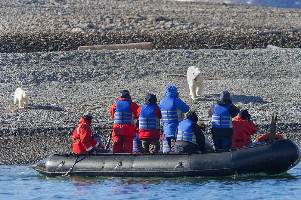 Female polar bear with a cub on a beach walking towards a Zodiac with passengers, Norway