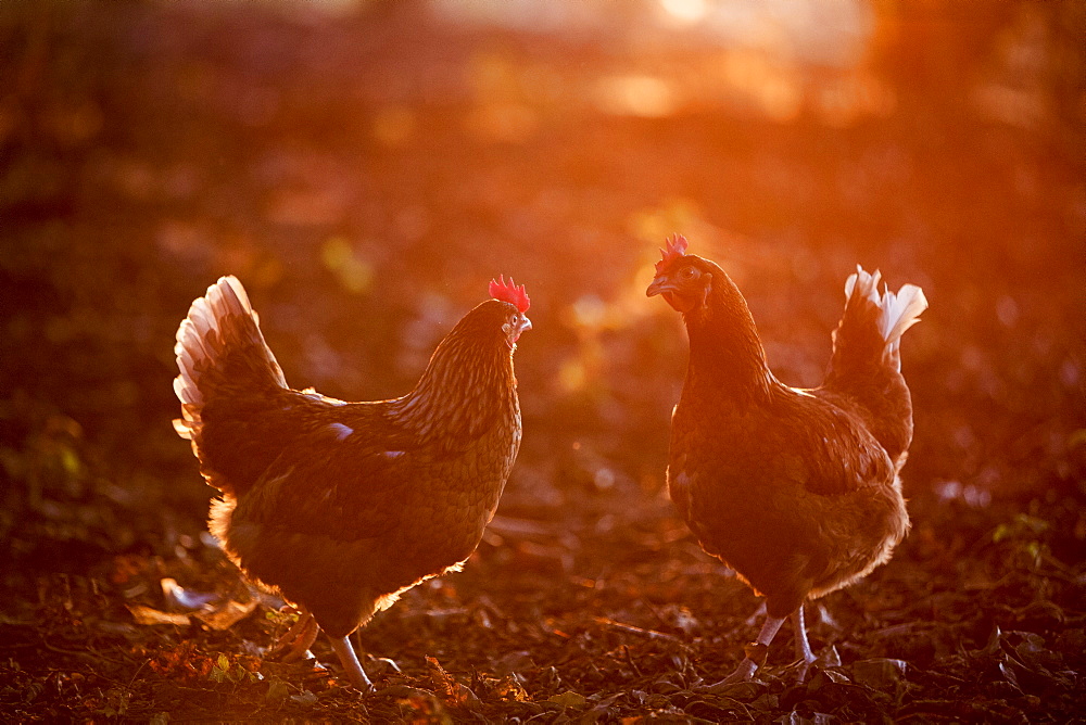 A free range chicken in woodland in early morning light