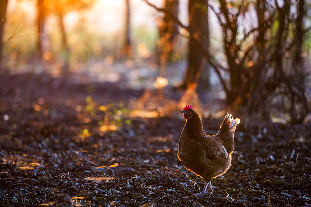 A free range chicken in woodland in early morning light