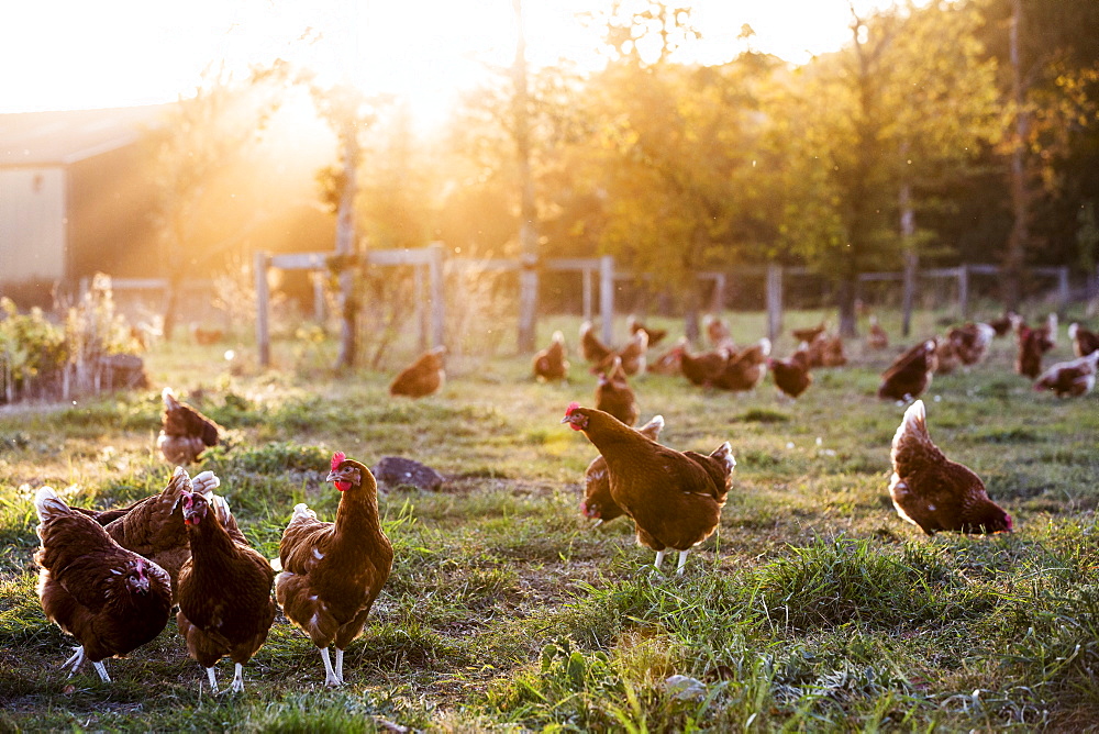 Free range chickens outdoors in early morning light on an organic farm