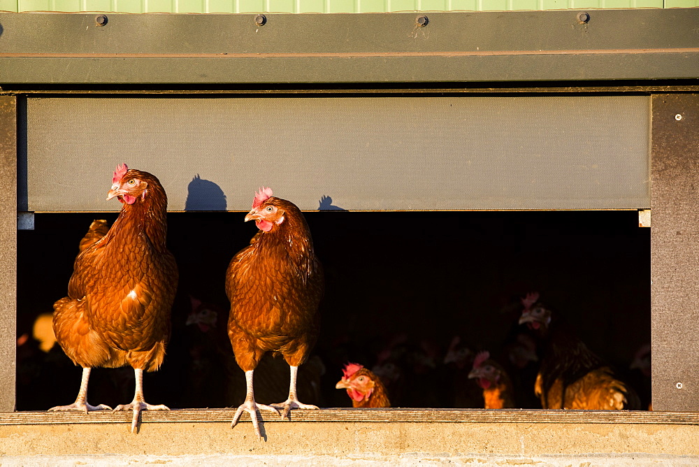 Free range chickens coming out of a hen house