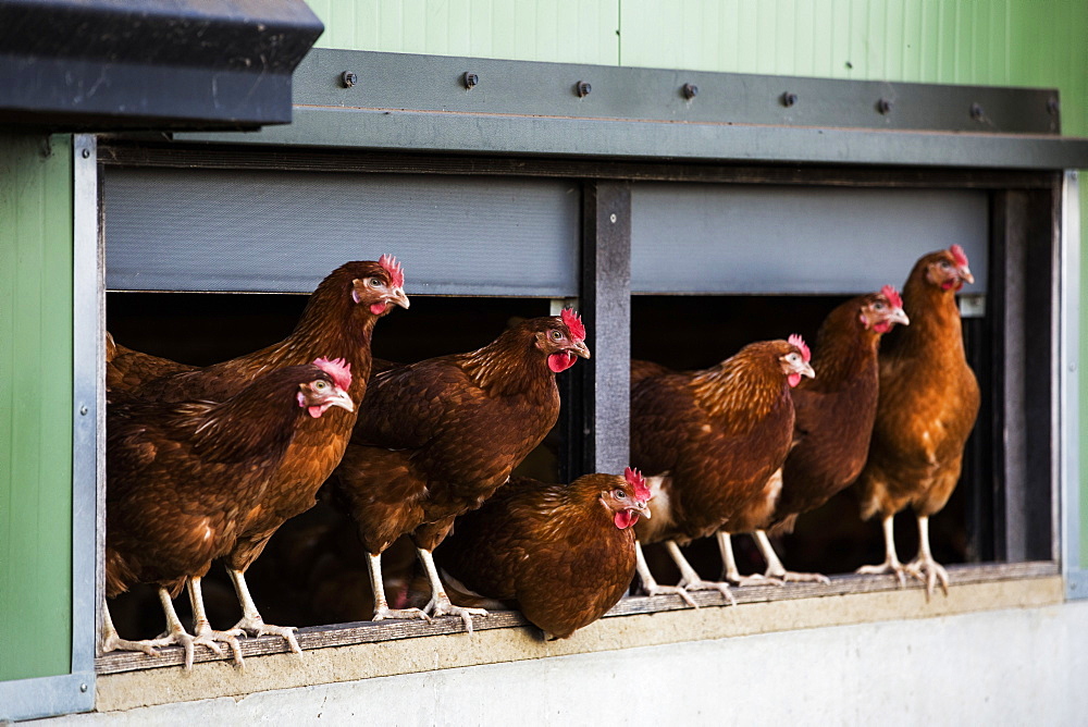 Free range chickens emerging from a hen house