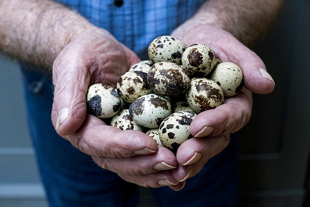 Close up of person holding quail eggs in his hands