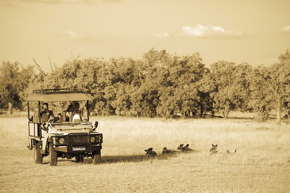 A safari jeep, passengers observing wild dogs, Lycaon pictus, Moremi Game Reserve, Botswana