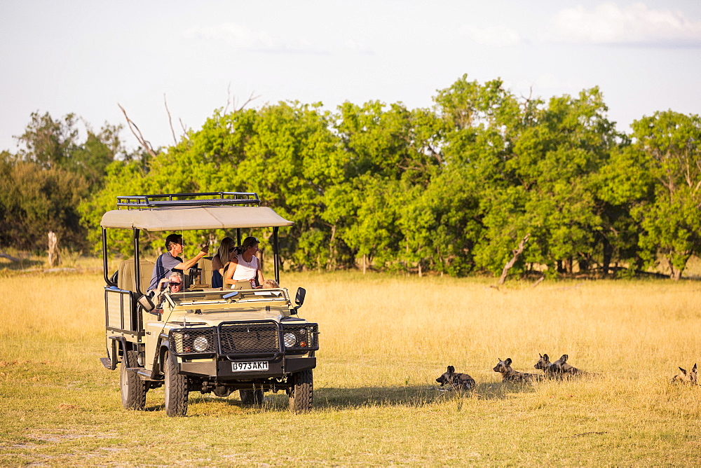 A safari jeep, passengers observing wild dogs, Lycaon pictus, Moremi Game Reserve, Botswana