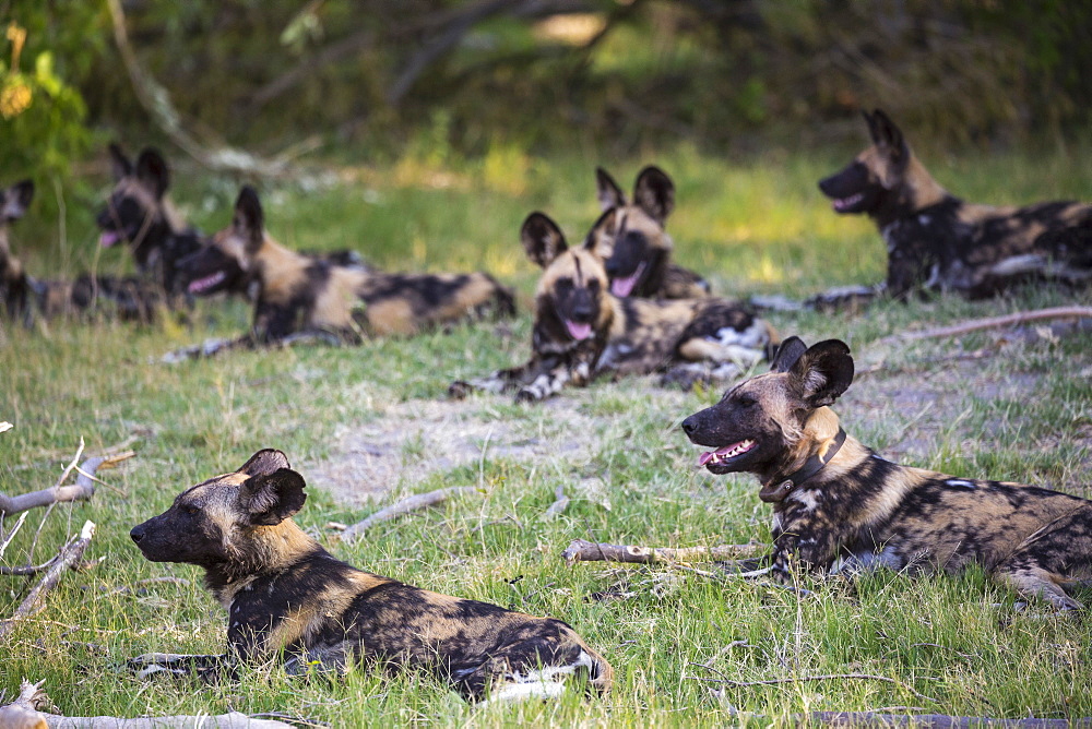 A pack of wild dogs, Lycaon pictus, Moremi Game Reserve, Botswana