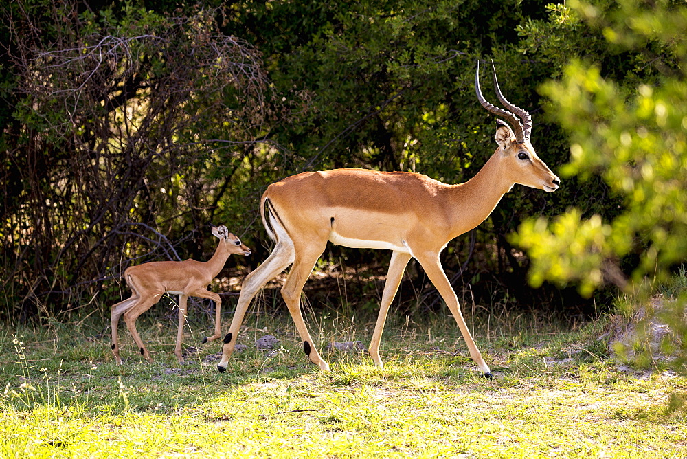 An impala and young calf, Aepyceros melampus on the edge of woodland, Moremi Game Reserve, Botswana