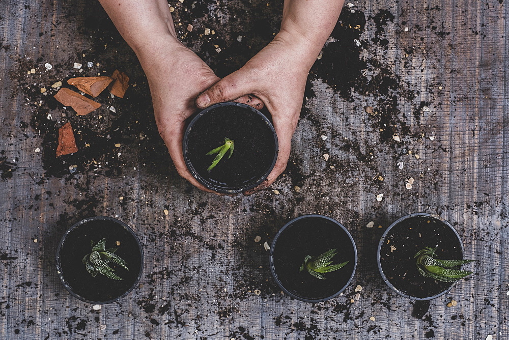 Person potting up small succulent plants