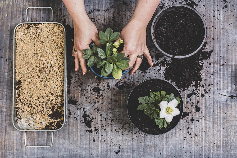 Person potting up small white Christmas rose hellebore plants