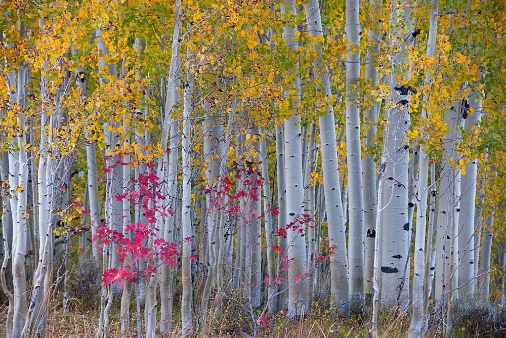 Maple and aspen trees in the national forest of the Wasatch mountains. White bark and slender tree trunks, Wasatch National Forest, Utah, USA